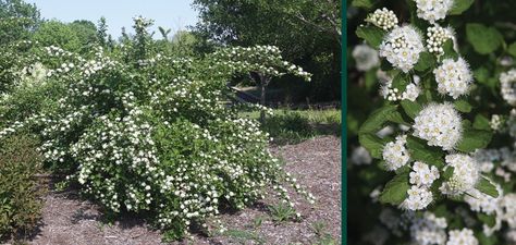 Common Ninebark | Wisconsin Native Shrubs | Johnson's Nursery | KB Common Ninebark, Ninebark Shrub, Landscape Plan, Summer Wines, Clay Soil, Native Garden, Companion Planting, Veggie Garden, Plant Design