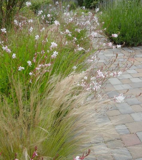 Gaura and Mexican Feather Grass Photo by Pamela Bateman Garden Design Mexican Feather Grass, Grass Photo, Prairie Garden, Meadow Garden, Dry Garden, Grasses Landscaping, Gravel Garden, Front Landscaping, Grasses Garden