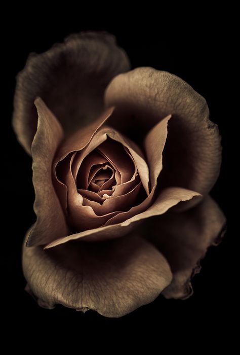 WOWWWW. "One last kiss before bed...this one flavored with cocoa powder and strawberry." | ©2013 Alan Shapiro Belle Rose, A Rose, My Flower, Beautiful Roses, Pretty Flowers, A Flower, Dahlia, Black Background, Brown Color