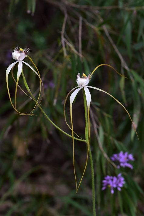 Australian Orchids, Australian Spider, Spider Orchid, Orchid Illustration, Orchid Drawing, Indoor Orchids, Orchids Painting, Orchid Photography, Orchid Tattoo