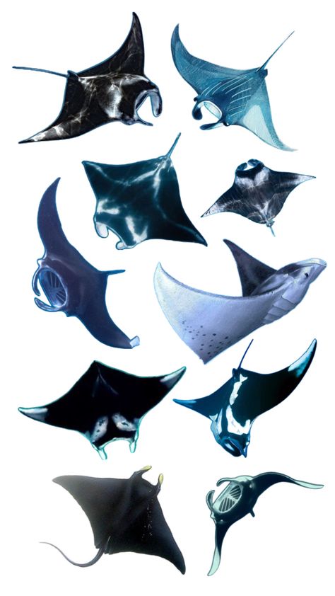 Marine Tattoo, Manta Rays, Manta Ray, Robots Concept, Robot Concept Art, Killer Whales, Marine Animals, Graphic Design Inspiration, Concept Art