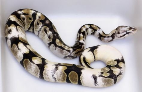 Chameleon Ball Python? Pied Ball Python, Python Regius, Cool Snakes, Pretty Snakes, Reptile Room, Ball Python Morphs, Snake Lovers, Salamanders, Cute Reptiles