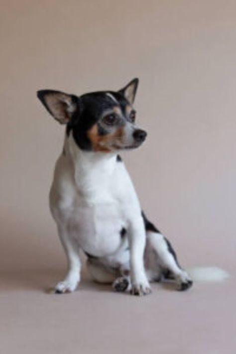 chihuahua terrier mix- A Complete Guide Jack Chi, Rat Terrier Puppies, Chi Dog, Chihuahua Terrier Mix, Chihuahua Breeds, Rat Terrier Mix, Chihuahua Terrier, Rat Terrier, Terrier Breeds