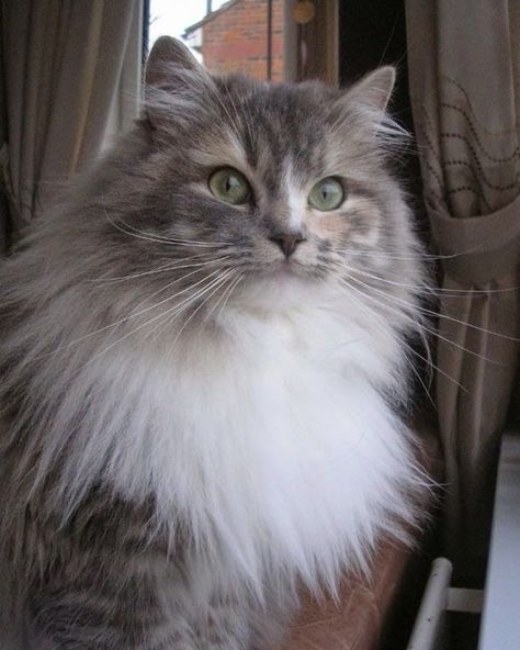 Raggamuffin Cat, Cute Dogs And Cats, Ragamuffin Cat, Best Cat Breeds, Long Haired Cats, Siberian Cat, Norwegian Forest Cat, Cat Names, Cat Aesthetic