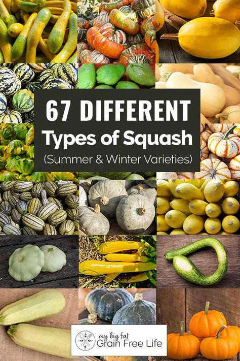 Pictures Of Squash, Squashes Types Of, Different Types Of Squash Summer, Types Of Summer Squash, Squash Varieties Types Of, Squash Varieties Chart, How To Cook Different Types Of Squash, Types Of Winter Squash, Types Of Squash Different