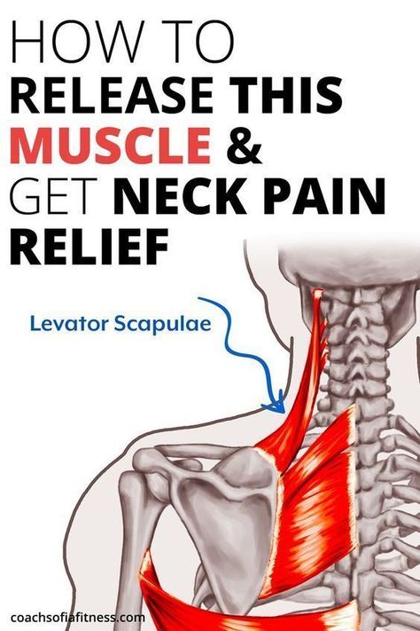 How to Release This Muscle and Get Neck Pain Relief Shoulder Pain Remedies, Neck Muscle Pain, Levator Scapulae, Neck Pain Exercises, Forward Head Posture Exercises, Neck And Shoulder Exercises, Neck And Shoulder Muscles, Back Stretches For Pain, Shoulder Pain Relief