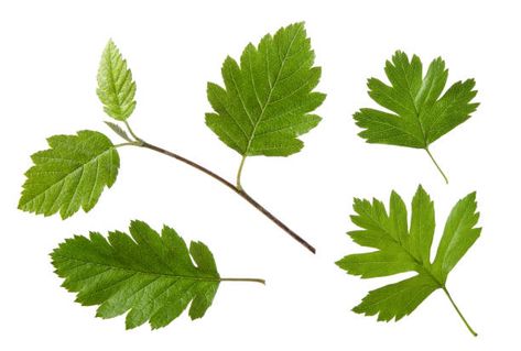 12,900 Hawthorn Leaf Stock Photos, Pictures & Royalty-Free Images - iStock | Hawthorne berry Hawthorne Berry, Hawthorn Leaf, Guelder Rose, Hawthorn Tree, Hawthorn Berry, Herbal Plants, Watercolor Christmas Cards, Nature Plants, Christmas Cards To Make