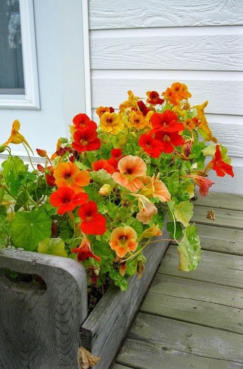 Nasturtiums Flower, Nasturtium Butter, Nasturtium Garden, Tropaeolum Majus, Indoor Gardening Supplies, Container Gardening Ideas, Diy Container Gardening, Creative Garden Decor, Container Ideas