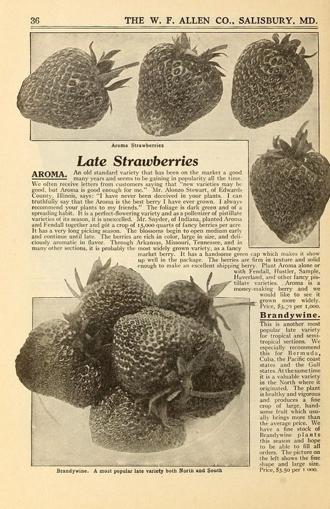 Allen's book of berries :. Salisbury, Md. :Allen Co.,1917.. biodiversitylibrary.org/page/43767892 Book Page Print, Random Book Pages, Dark Academia Posters, Books Pages, Vintage Book Pages, Y2k Posters, Hippie Baby, Collage Book, Vintage Poster Art