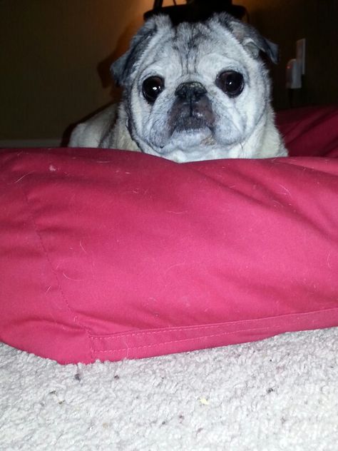 Old man Pug! Old Pug, Pug Life, Pug, Old Men, Puppies, Dogs, Animals