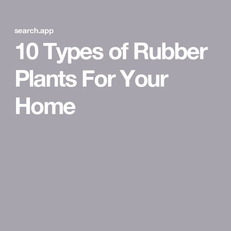 10 Types of Rubber Plants For Your Home Best Indoor Trees, Indoor Trees, Ficus Elastica, Yellow Gems, Rubber Plant, Rubber Tree, Leaf Coloring, Types Of Houses, New Leaf