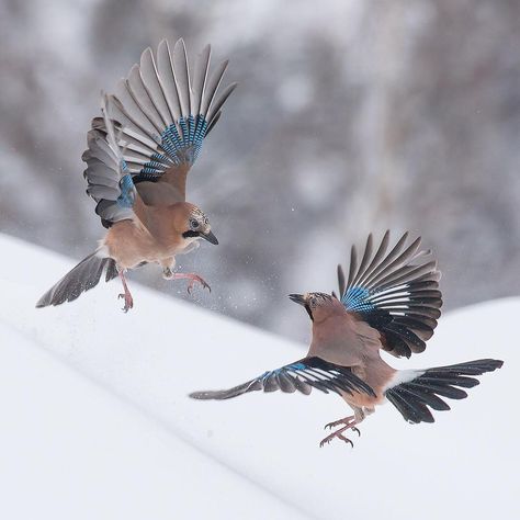 Eurasian Jay, Animals Photography, British Birds, Jackdaw, Jay Bird, Hummingbird Tattoo, Kingfisher, Blue Jay, Wild Birds