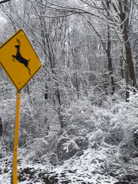 Snow covered trees and yellow deer sign Creepy Deer, Deer Crossing, Crossing Sign, The Snow, Deer, Animals, Quick Saves, Design