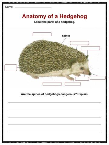 Hedgehog Facts, Worksheets, Habitat, Species & Diet For Kids Hedgehog Facts For Kids, Hedgehog Facts, Diet For Kids, A Hedgehog, Facts For Kids, Lesson Ideas, Pet Birds, Habitat, Mammals