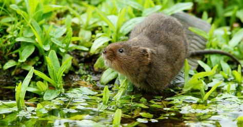 Endangered Water Voles Are Making A Comeback In The UK   https://www.greenmatters.com/community/2018/09/13/fg5b7/endangered-water-voles-released-uk-somerset?dfy Water Vole, Tattoo Nature, Endangered Animals, Marine Mammals, Wildlife Conservation, Animal Sketches, Wildlife Animals, Animal Tshirt, Rodents