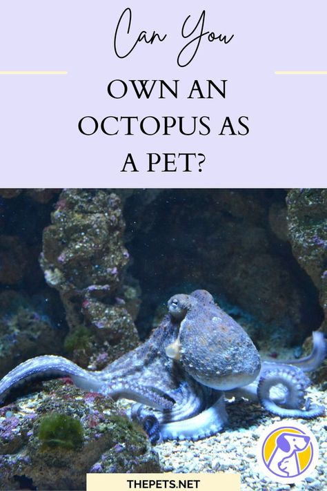 How much does a pet octopus cost? How long does a pet octopus live? Pet Octopus, Octopus Tank, Tanked Aquariums, Poodle Dog, Mental And Emotional Health, Teaching Science, Emotional Health, Made Goods, Things To Know