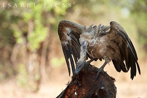 An African white-backed vulture is looking for the best piece of a dead elephant in South Luangwa National Park/Zambia The conservation status of the African white-backed vulture was reassessed from endangered to critically endangered in October of 2015. Vulture Eating, Zambia, Bald Eagle, National Park, National Parks, Elephant, Birds, Animals, White