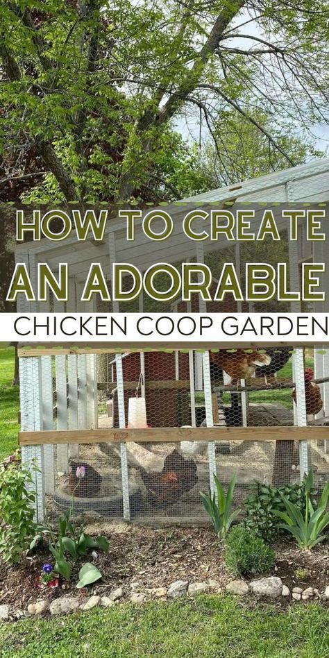 Winterizing Small Chicken Coop, Garden With Chicken Run, Chicken Coop Border, Chicken Coop Greenhouse Combo Diy, Chicken Coops And Runs Diy, Landscaping Chicken Coop, Landscaping Chicken Coop Ideas, Chicken Landscaping Ideas, Planting Around Chicken Coop