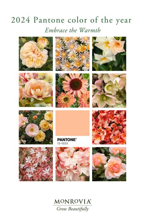 Peach Flowers Garden, Neighborhood Landscaping, Peach Perennial Flowers, Peach Color Flowers, Pantone Peach Fuzz Color Palette, Pantone Peach Fuzz, Planning Garden, Garden Gathering, Gorgeous Plants