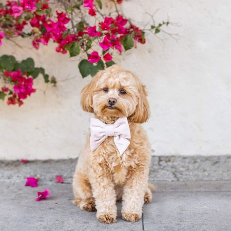 Modeled by Sadie, an 11lb Cockapoo, in a Small lady bow DETAILS Sailor bow style with tapered tails Slides onto most standard-width collars with elastic loops on the back Choose between two sizes: Small (4.5" W x 4.5" H): for smaller dogs Large (5.5" W x 5.5" H): for bigger dogs, dogs with long fur, or small dogs looking to make a big statement Matching collar sold separately Made with love in the USA CARE INSTRUCTIONS Hand wash or machine wash in cold water. Air dry flat. Foggy Dog, Lady Dog, The Foggy Dog, Velvet Dog Collar, Sailor Bow, Old Pillows, Bow Style, Mini Goldendoodle, Small Lady