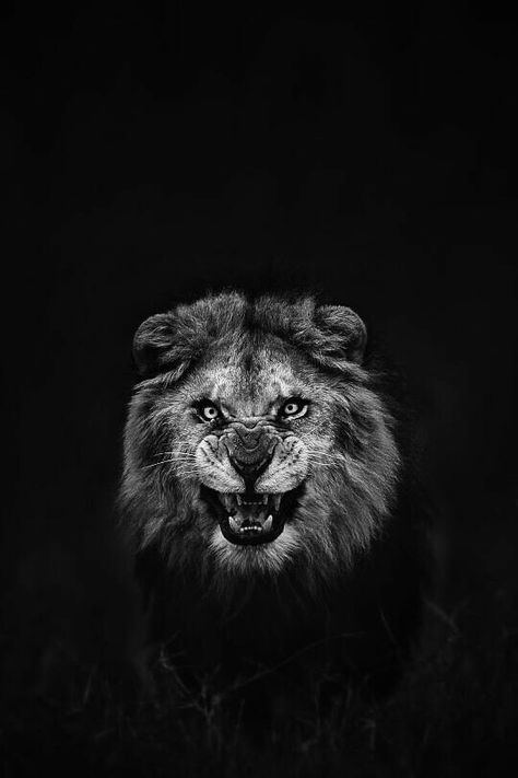 Angry Lion, Friendship Images, Tiger Wallpaper, Dont Touch My Phone, Lion Pictures, Wild Creatures, Back Ground, Dont Touch My Phone Wallpapers, Black Back