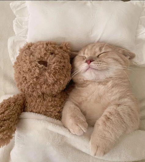 Meow Meow, Cat Pics, A Cat, Teddy Bear, Internet, Tumblr, Bed, Memes, White