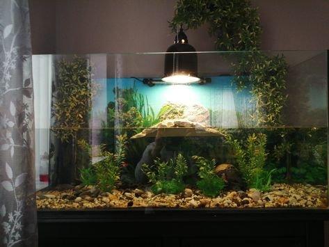 Turtle Dock spread the word Turtle Setup, Turtle Tanks, Turtle Dock, Tank Terrarium, Fish Tank Terrarium, Aquatic Turtles, Turtle Tank, Fish Tank, Terrarium