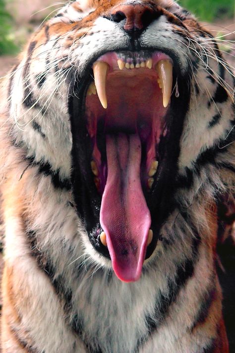 What Causes Yawning? Things that Cause Me to Yawn Tiger Facts, Nature Reference, Tiger Pictures, Cheetahs, A Tiger, Lsu Tigers, Big Cat, Wildlife Animals, Animal Photo