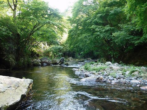 Kiryu River Headwater Forest. Japan Japan River, Japan Forest, River Forest, Forest River, Animation Studio, Coat Of Arms, Studio Ghibli, Forest, Japan