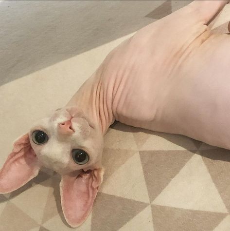 Silly Hairless Cat, Bald Cats Cute, Brown Sphynx Cat, Fat Sphynx Cat, Sphinx Cat Aesthetic, Hairless Cat Funny, Syphnx Cats, Fat Hairless Cat, Cute Sphynx Cat