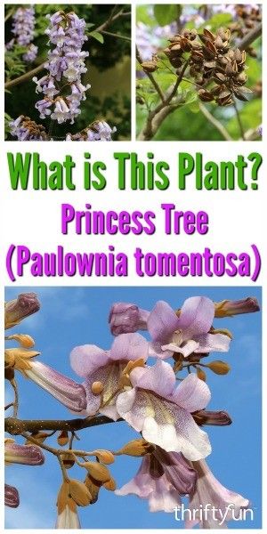 How To Propagate Pink Princess, Stewartia Tree, Tree With Purple Flowers, Paulownia Tree, Empress Tree, Princess Tree, Purple Queen Plant, The Empress, Garden Stuff