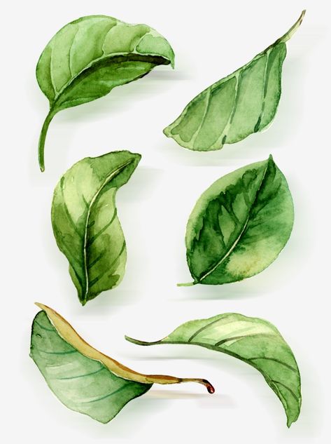 watercolor clipart,leaf,green leaf,lacewatercolor,hand,decorate,green,Watercolor clipart,leaves clipart Leaves Drawing Watercolor, Foliage Drawing Leaves, Water Colour Leafs, Green Leaf Art, How To Paint Leaf, Different Leaves Drawings, Painting Leaves Watercolor, How To Paint Leaves Watercolor, How To Paint A Leaf