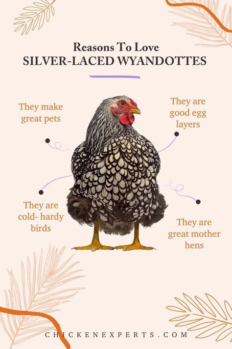 Silver Laced Wyandottes make great pets and are good egg layers, but these are not the only reasons why we love this breed. If you want to find out more, read this article! #wyandottechicken Silver Laced Wyandotte Eggs, Silver Laced Wyandotte Hen, Silver Laced Wyandotte Chickens, Wyandotte Hen, Wyandotte Chickens, Laced Wyandotte, Hen Houses, Heritage Chickens, Wyandotte Chicken