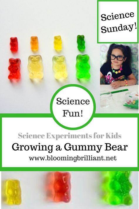 Science Fair Projects Gummy Bears, Gummy Worm Science Experiment, Gummy Bear Experiment Scientific Method, Gummy Bear Growth Experiment, Growing Gummy Bear Experiment, Gummy Bear Science Fair Project, Science Fair Questions, Gummy Bear Science Experiment, Gummy Bear Science Project