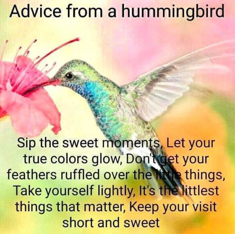 Hummingbird Quotes Simple, Hummingbird Quotes Inspirational, Hummingbird Spiritual Meaning, Angel Sayings, Hummingbird Quotes, Hummingbird Meaning, Hummingbird Symbolism, God's Miracles Quotes, Hummingbird Cards