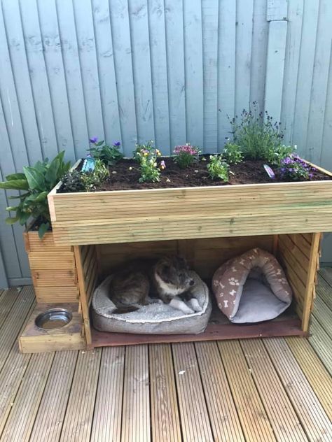 Outdoor Cat Garden Ideas, Diy Outdoor Cat Bed, Cat Friendly Patio, Indoor Cat Grass Bed, Outdoor Cat Food Station, Cats House Ideas Outdoor, Cat Eating Area, Outdoor Cat Space, Outdoor Cat Area