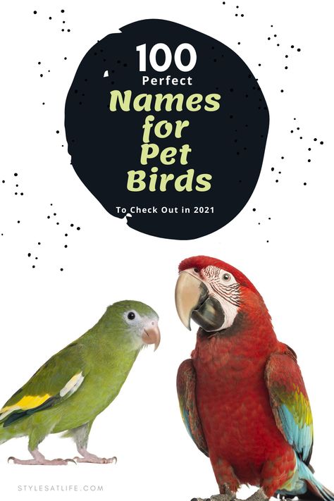 pet birds names Pet Bird Names, Bird Names, Pet Bird Names Ideas, Green Bird Names Ideas, Cute Parakeet Names, Birds Name With Picture, Birds Name List, Cute Pet Names, Pirate Names