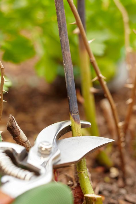 pruning rose bush detail When To Prune Roses, Rose Bush Care, How To Trim Roses, Pruning Plants, Growing Blackberries, Rose Plant Care, Pruning Roses, Types Of Hydrangeas, Pruning Fruit Trees