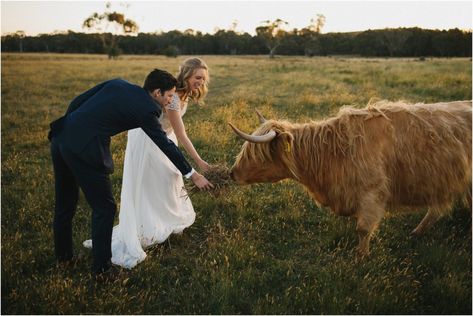 Farmer Wedding, Cow Photos, Highland Wedding, Highland Cows, Photographie Inspo, Wedding Session, Wedding Photos Poses, Couple Photoshoot Poses, Western Wedding