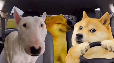 What Is Cringe Doge GIF - WhatIsCringe Doge Car - Discover & Share GIFs Wallpaper Doge, Doge Gif, Doge Car, Gif For Discord, Discord Funny, King Gif, Doge Dog, Car Animation, Gif Wallpaper