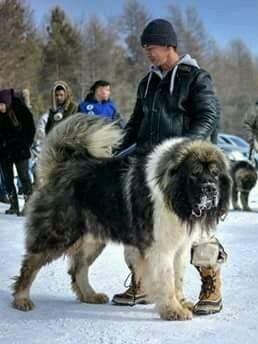 Caucasian Shepherd Puppy, Russian Bear Dog, Russian Bear, Caucasian Shepherd Dog, Guardian Dog, Caucasian Shepherd, Giant Dog Breeds, Dog Drawings, Livestock Guardian Dog