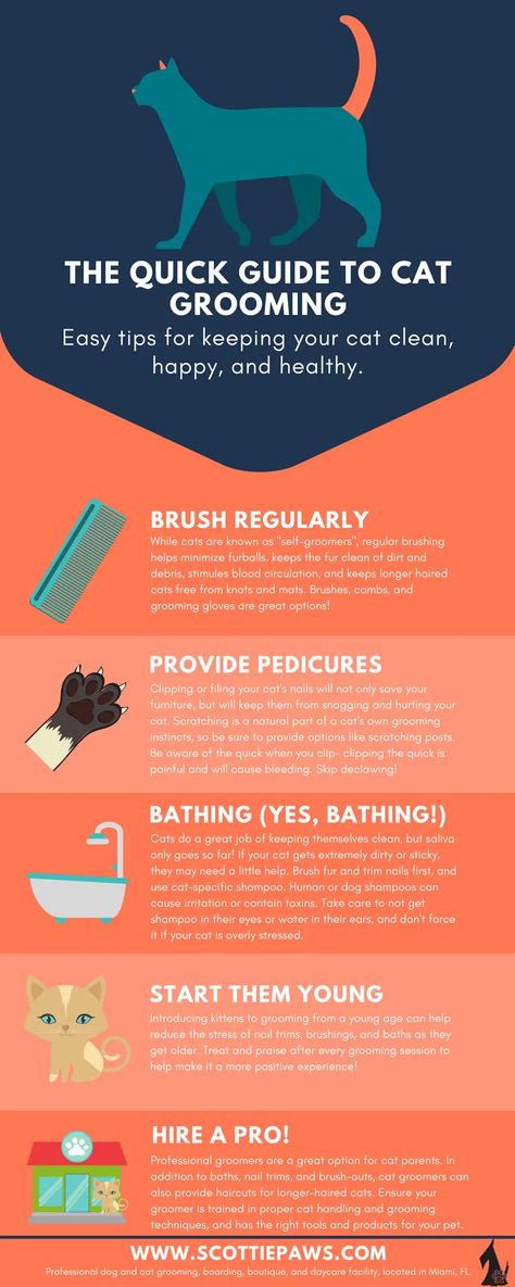 Cat Grooming Styles, Raising Kittens, Cat Infographic, Cat Groomer, Pet Resort, Cat Cleaning, Cat Language, Cat Info, Cat Hacks