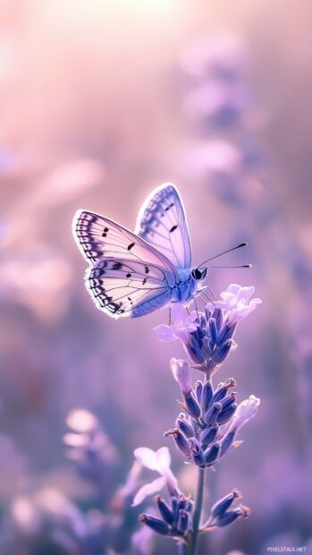 A purple butterfly with intricate wing patterns gently landing on a pastel colored flower, with natural light enhancing its vibrant colors and delicate details. Butterfly Iphone Wallpaper, Butterfly Queen, Butterfly Wallpapers, Background Search, Funny Motorcycle, City Flowers, New Year Wallpaper, Graffiti Cartoons, Graffiti Painting