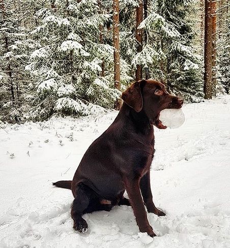 160+ Awesome Dog Names for Chocolate Labradors Chocolate Lab Puppy Aesthetic, Chocolate Labrador Aesthetic, Lab Dog Aesthetic, Brown Labrador Aesthetic, Chocolate Lab Aesthetic, Destroyed Kingdom, Kay Aesthetic, Labrador Aesthetic, Chocolate Retriever