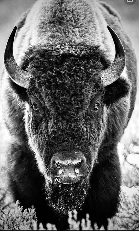 Realistic Buffalo Tattoo, Buffalo Head Tattoo Traditional, White Buffalo Tattoo, Buffalo Head Tattoo, Bison Tattoo Ideas, Buffalo Tattoos, Bison Wallpaper, Bison Tattoo, Bison Photography