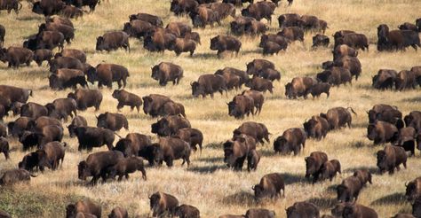 bison-herd - South Dakota Pictures - South Dakota - HISTORY.com Native American Protest, Standing Rock Protest, American Buffalo, Musk Ox, Mountain Men, Custer State Park, Standing Rock, Southwestern Art, American Bison