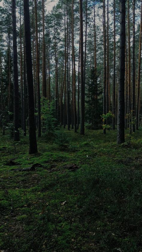 Bulgarian Forest, Belarus Landscape, Forest Aesthetic Green, Baltic Aesthetic, Belarus Aesthetic, Belarus Travel, Travel Forest, Nordic Forest, Forest Vibes