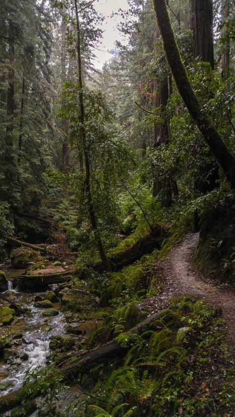 Rainy Hike, Big Basin, Dark Naturalism, Dark Forest Aesthetic, Forest Path, Walk In The Woods, Dark Forest, Nature Aesthetic, Enchanted Forest