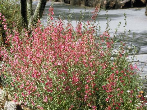 Clarkia unguiculata (Elegant clarkia) | NPIN Clarkia Unguiculata, Lady Bird Johnson Wildflower Center, Seed Collection, University Of Texas At Austin, Lady Bird Johnson, Seed Bank, Plant Images, Image Name, Invasive Species