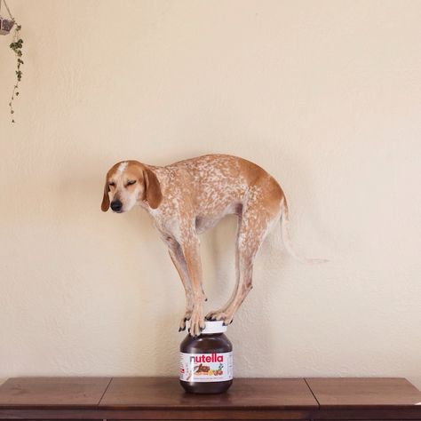 Maddie the Coonhound Standing on Things (Part 4) - My Modern Metropolis Appaloosa, Crazy Dog, Quarter Horse, Sweet Animals, Mans Best Friend, Animals Friends, Dog Life, I Love Dogs, Beautiful Creatures